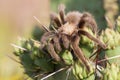 Big hairy spider Royalty Free Stock Photo