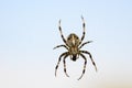 Big hairy spider eating Royalty Free Stock Photo