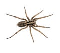 Big hairy spider macro isolated - Lycosidae Royalty Free Stock Photo