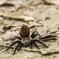 Big hairy spider ready for attack Royalty Free Stock Photo