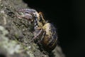 Big hairy spider sitting on trunk tree Royalty Free Stock Photo