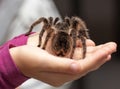 Big hairy tarantula Royalty Free Stock Photo