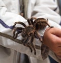 Big hairy tarantula Royalty Free Stock Photo