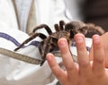 Big hairy tarantula