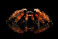 Big hairy Tarantula Theraphosidae isolated on Black Background