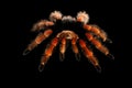 Big hairy Tarantula Theraphosidae isolated on Black Background