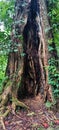 Big hallow tree in Tinoor, Tomohon Royalty Free Stock Photo