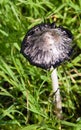 Big hallucinogen mushroom