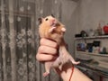 Big hamster is held in hand like a king Royalty Free Stock Photo