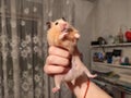 Big hamster is held in handslike a king Royalty Free Stock Photo