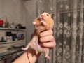 Big hamster is held in handslike a king Royalty Free Stock Photo