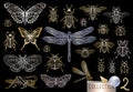 Big hand drawn golden line set of insects bugs, beetles, honey bees, butterfly, moth, bumblebee, wasp, dragonfly, grasshopper. Royalty Free Stock Photo