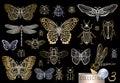 Big hand drawn golden line set of insects bugs, beetles, honey bees, butterfly, moth, bumblebee, wasp, dragonfly, grasshopper.