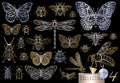 Big hand drawn golden line set of insects bugs, beetles, honey bees, butterfly, moth, bumblebee, wasp, dragonfly, grasshopper.