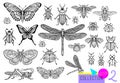 Big hand drawn line set of insects bugs, beetles, honey bees, butterfly moth, bumblebee, wasp, dragonfly, grasshopper. Royalty Free Stock Photo