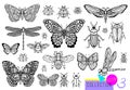 Big hand drawn line set of insects bugs, beetles, honey bees, butterfly moth, bumblebee, wasp, dragonfly, grasshopper. Royalty Free Stock Photo