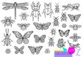 Big hand drawn line set of insects bugs, beetles, honey bees, butterfly moth, bumblebee, wasp, dragonfly, grasshopper. Royalty Free Stock Photo