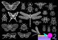 Big hand drawn line set of insects bugs, beetles, honey bees, butterfly moth, bumblebee, wasp, dragonfly, grasshopper. Royalty Free Stock Photo