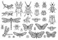 Big hand drawn line set of insects bugs, beetles, honey bees, butterfly moth, bumblebee, wasp, dragonfly, grasshopper.