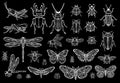 Big hand drawn line set of insects bugs, beetles, honey bees, butterfly moth, bumblebee, wasp, dragonfly, grasshopper. Royalty Free Stock Photo