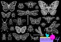 Big hand drawn line set of insects bugs, beetles, honey bees, butterfly moth, bumblebee, wasp, dragonfly, grasshopper. Royalty Free Stock Photo