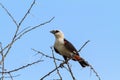 Big hangbird on a tree. Tarangire, Tanzania Royalty Free Stock Photo