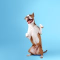 A big happy dog sits on a blue background Royalty Free Stock Photo
