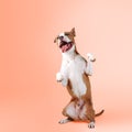 Big happy dog standing on its hind legs Royalty Free Stock Photo