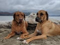Cute happy big dogs sitting together on beach holding hands looking at camera with san francisco bay in the background on sand Royalty Free Stock Photo