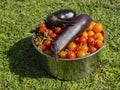 Big harvest in home garden Royalty Free Stock Photo