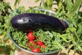 Big harvest in home garden Royalty Free Stock Photo