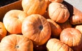 Big harvest of pumpkins, pumpkins in basket Royalty Free Stock Photo