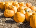 Big harvest of pumpkins in floor Royalty Free Stock Photo