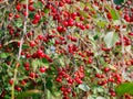 big harvest of red ripe cherries on the tree Royalty Free Stock Photo