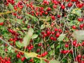 big harvest of red ripe cherries on the tree Royalty Free Stock Photo