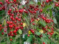 big harvest of red ripe cherries on the tree Royalty Free Stock Photo