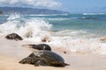Hawaiian Sea Turtle at Turtle Beach on Oahu, Hawaii Royalty Free Stock Photo