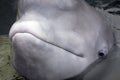 Head of a friendly beluga whale up close with mouth shut