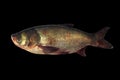 Big Head Carp Isolated With Black Background.