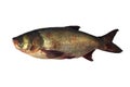 Big Head Carp Isolated With White Background.