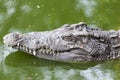 Big head Crocodylus polustris close up. in Thailand river, crocodile ready to strike Royalty Free Stock Photo