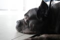 Big head grey cane corso purebred lying on floor