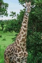 Wild African Giraffe walking in the Mikumi National Park, Tanzania Royalty Free Stock Photo