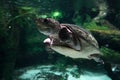 big headed amazon river turtle underwater Royalty Free Stock Photo