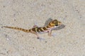 Big headed gecko, ifaty Royalty Free Stock Photo