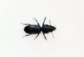 Big-Headed Ground Beetle on a white background.