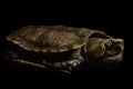 Big-headed turtle Platysternon megacephalum
