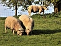 Big Healthy Plump Sheep @ Crookham, Northumberland, England. UK