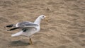 A big and healthy seagull opens its mouth