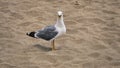 A big and healthy seagull opens its mouth